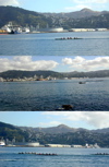 paddling-race-oriental-bay